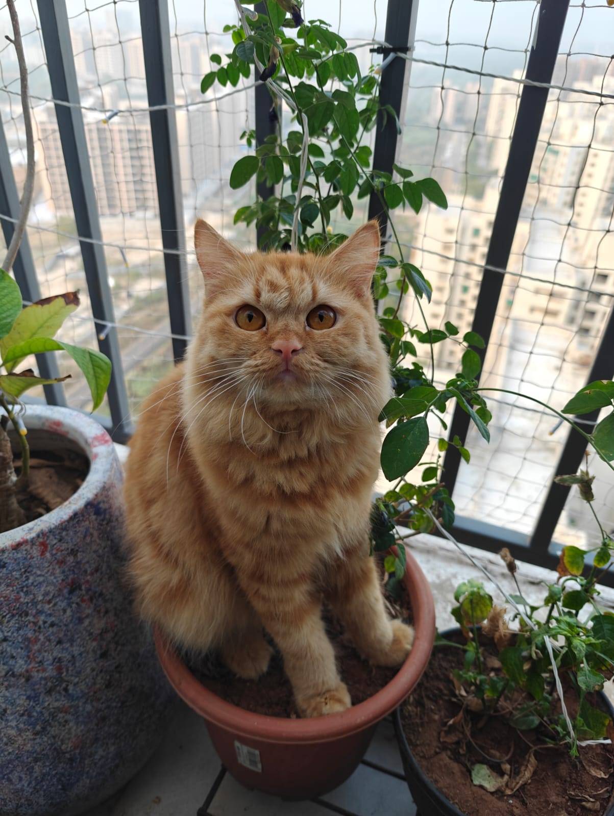 Pet photo coming soon