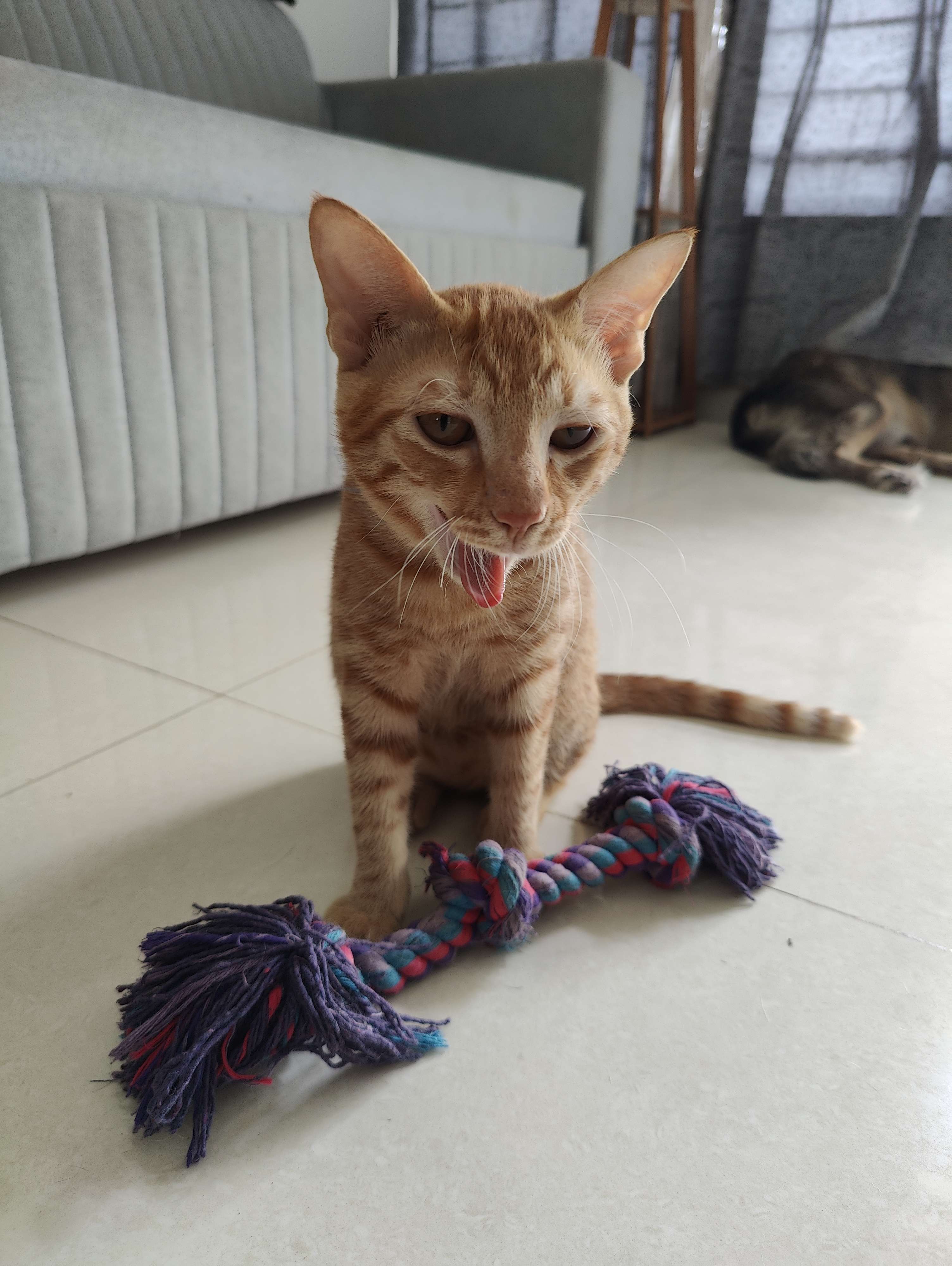 Pet photo coming soon