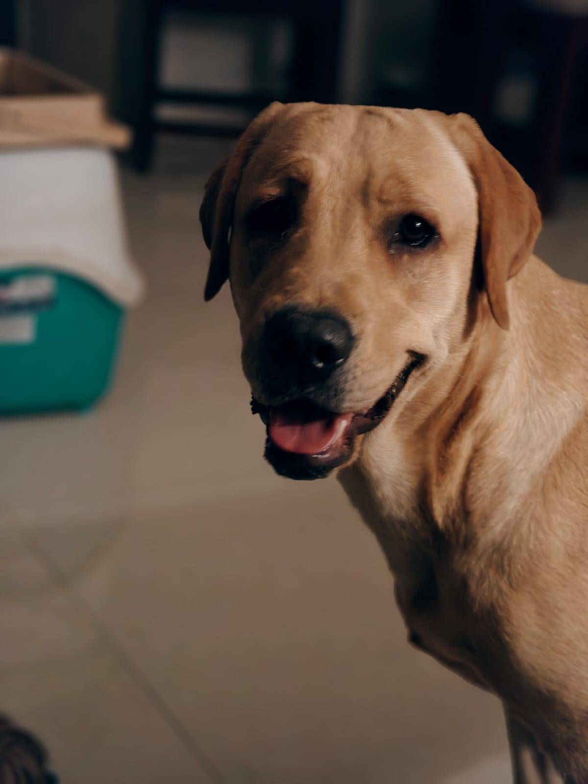 Pet photo coming soon