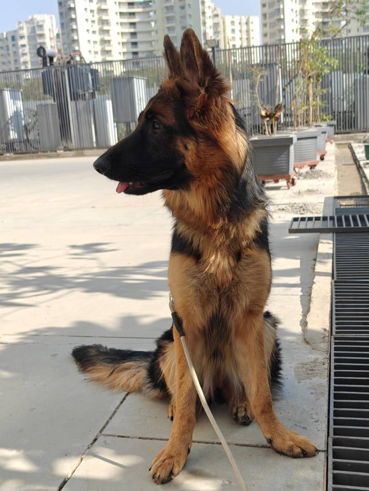 Pet photo coming soon