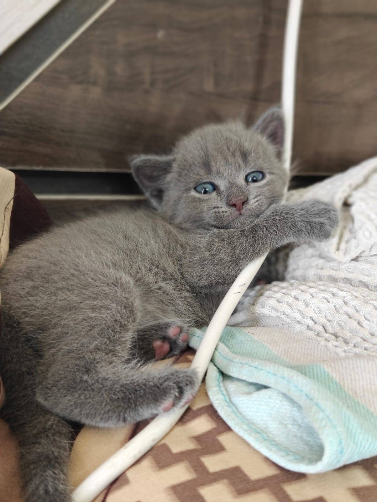 Pet photo coming soon