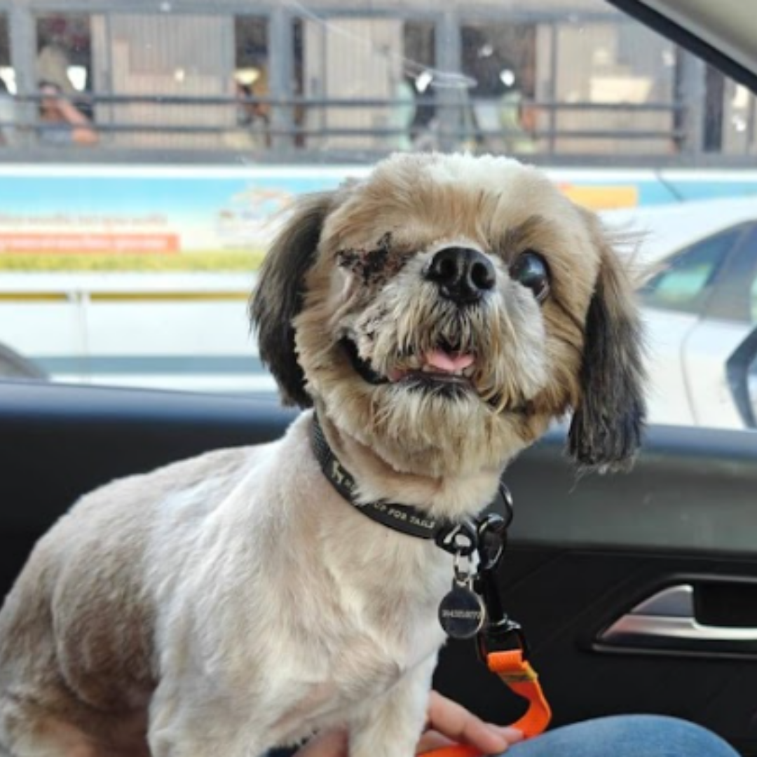 Pet photo coming soon