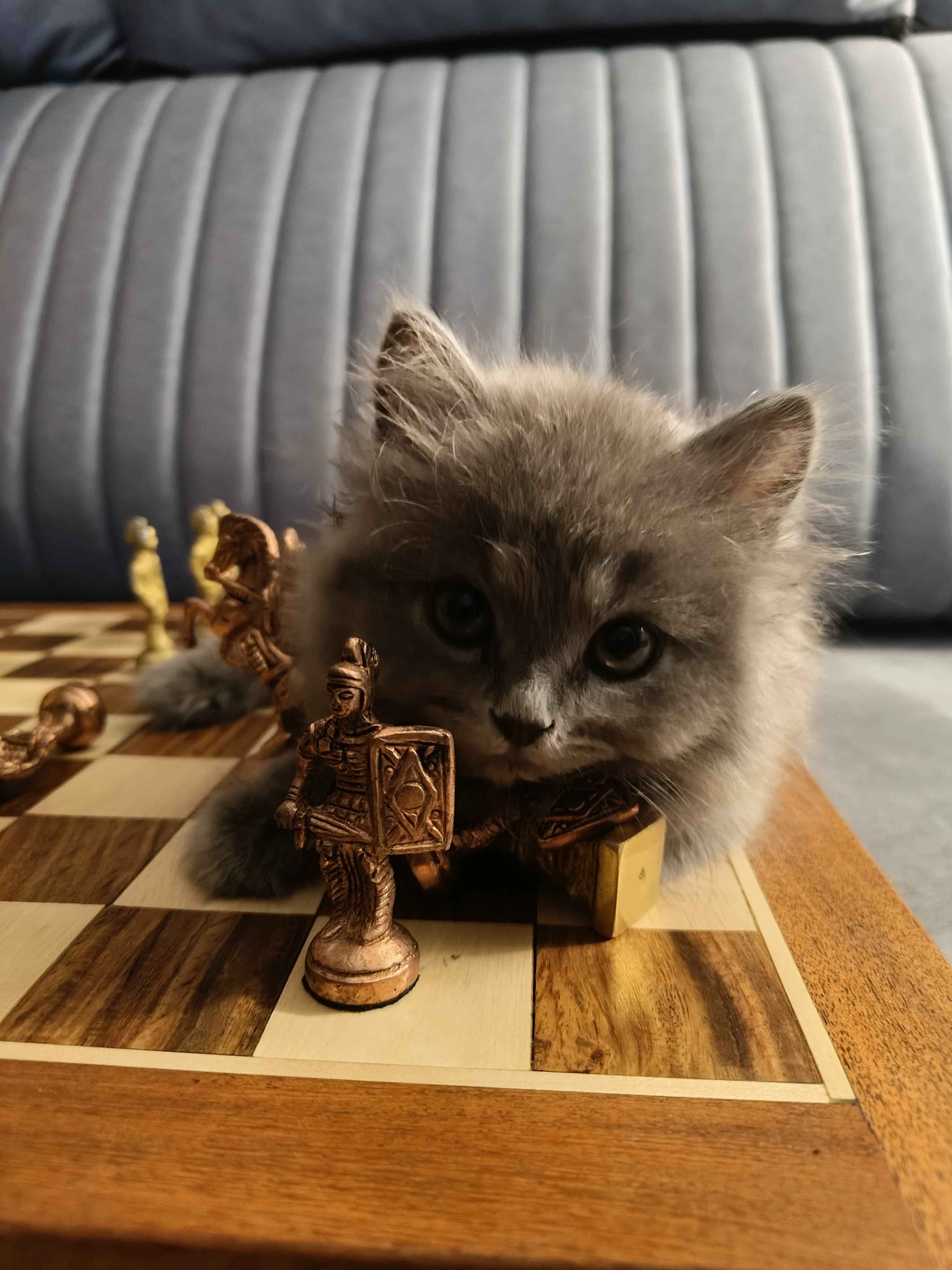 Pet photo coming soon